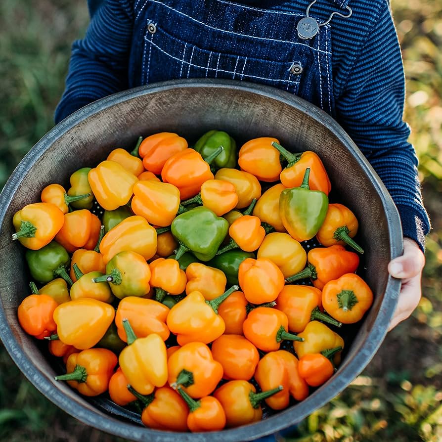 Orange (paprika pepper Capsicum annuum heirloom vegetable) for planting in garden